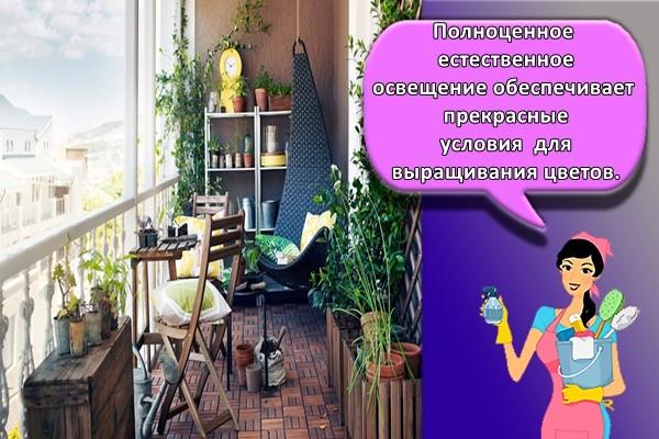 Полноценное естественное освещение обеспечивает прекрасные условия для выращивания цветов.