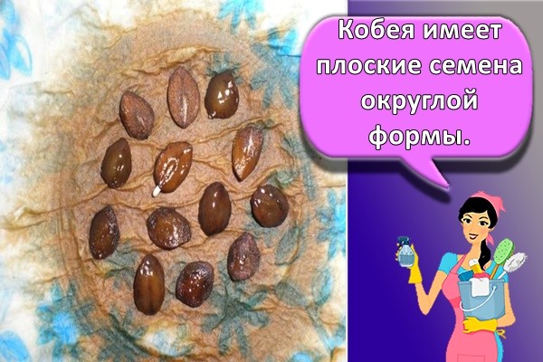 Кобея имеет плоские семена округлой формы.