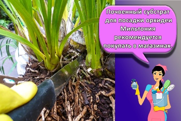 Почвенный субстрат для посадки орхидеи Мильтония рекомендуется покупать в магазинах.