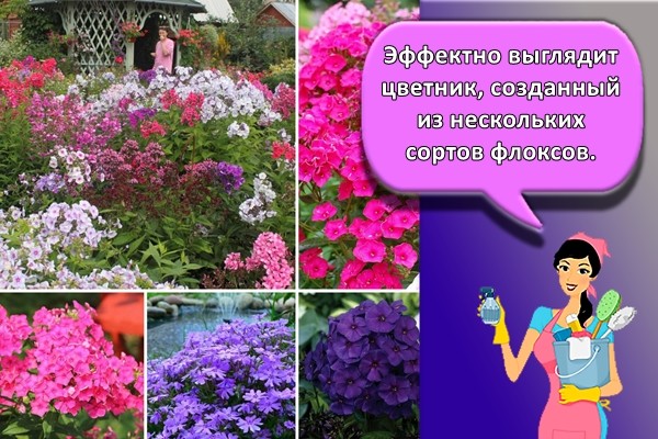 Клумба с флоксами