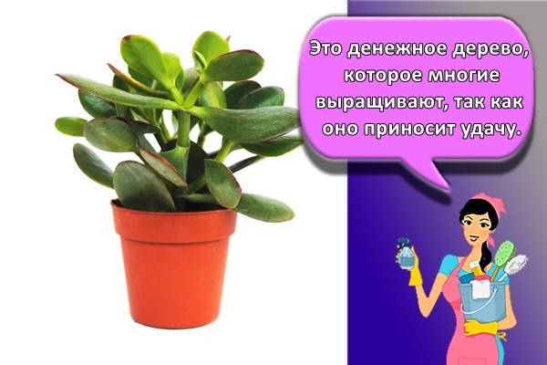 Это денежное дерево, которое многие выращивают, так как оно приносит удачу.