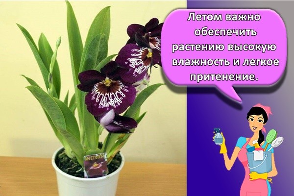 Летом важно обеспечить растению высокую влажность и легкое притенение.