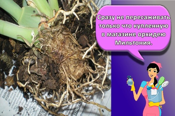 Правила посадки и ухода за орхидеей Мильтония в домашних условиях, методы размножения
