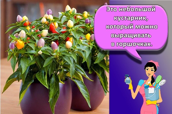 Это небольшой кустарник, который можно выращивать в горшочках.