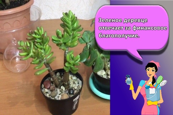 Зеленое деревце отвечает за финансовое благополучие.