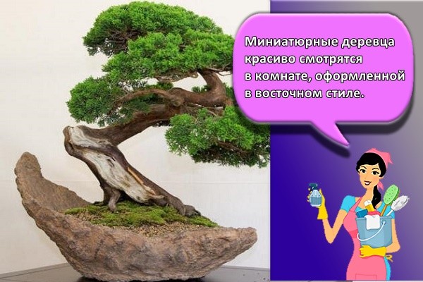 Миниатюрные деревца красиво смотрятся в комнате, оформленной в восточном стиле.
