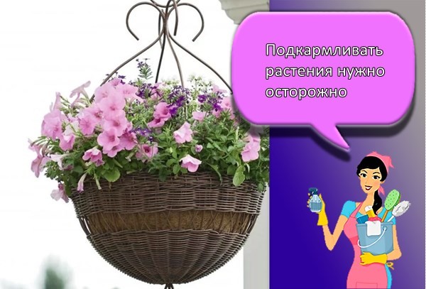 Какие свисающие ампельные цветы лучше выбрать для кашпо, как посадить и ухаживать