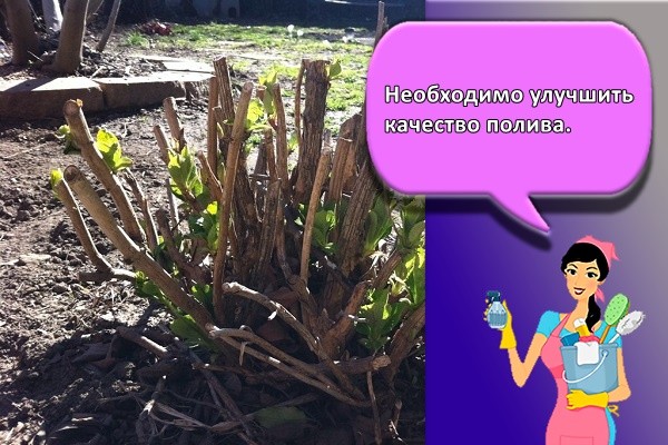 Необходимо улучшить качество полива.