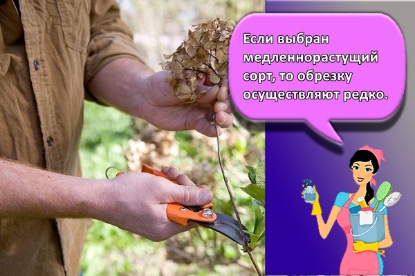 Если выбран медленнорастущий сорт, то обрезку осуществляют редко