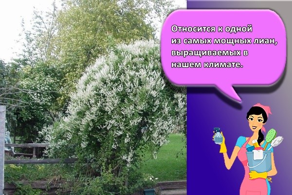 Относится к одной из самых мощных лиан, выращиваемых в нашем климате.