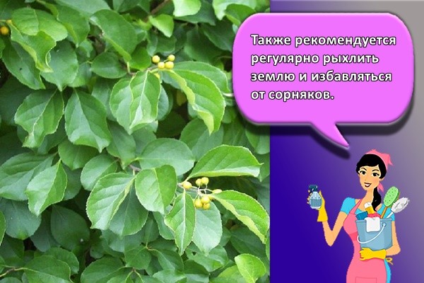 Также рекомендуется регулярно рыхлить землю и избавляться от сорняков.