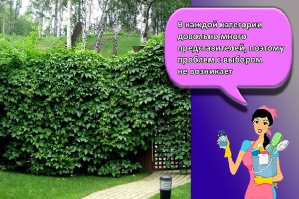 В каждой категории довольно много представителей, поэтому проблем с выбором не возникает.