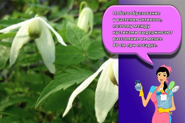 Побегообразование у растения активное, поэтому между кустиками выдерживают расстояние не менее 80 см при посадке.