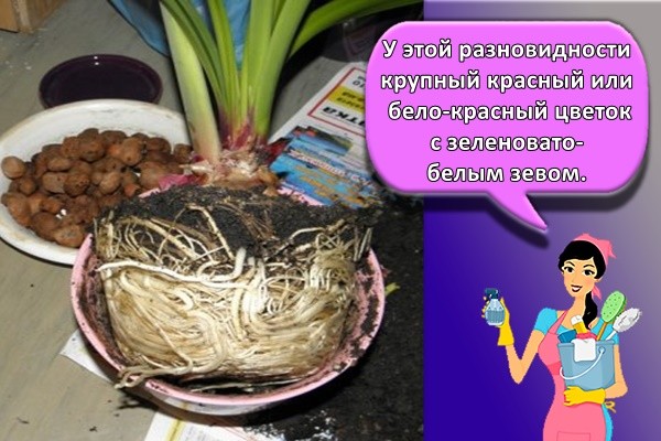 У этой разновидности крупный красный или бело-красный цветок с зеленовато-белым зевом.
