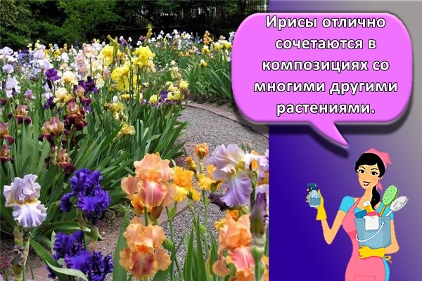 Ирисы отлично сочетаются в композициях со многими другими растениями.