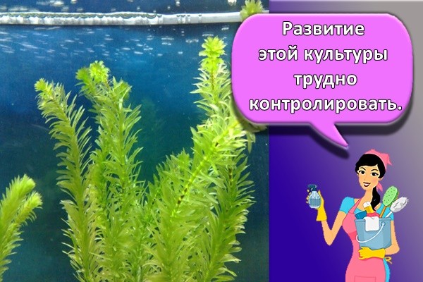 Развитие этой культуры трудно контролировать.