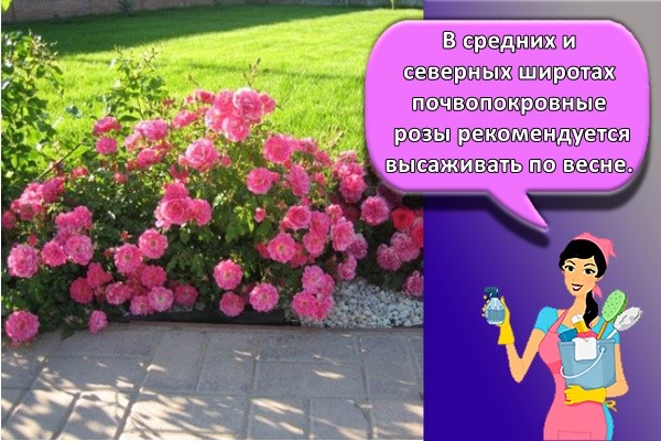 красивые розы
