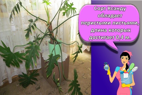 Сорт Ксанду обладает перистыми листьями, длина которых достигает 0,4 м.