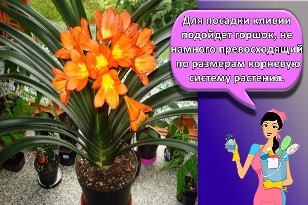Для посадки кливии подойдет горшок, не намного превосходящий по размерам корневую систему растения.