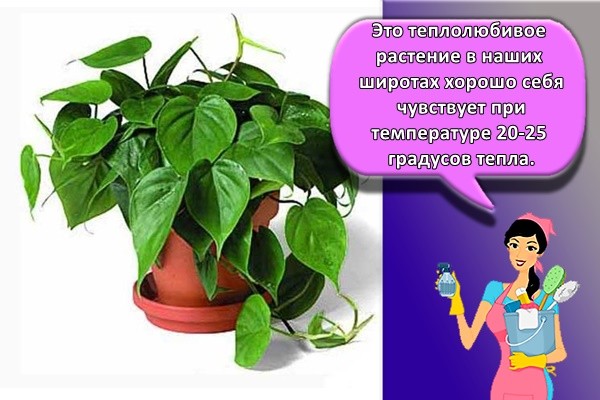 Это теплолюбивое растение в наших широтах хорошо себя чувствует при температуре 20-25 градусов тепла.