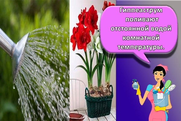 Гиппеаструм поливают отстоянной водой комнатной температуры.
