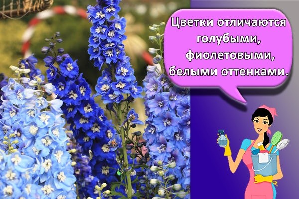Цветки отличаются голубыми, фиолетовыми, белыми оттенками.