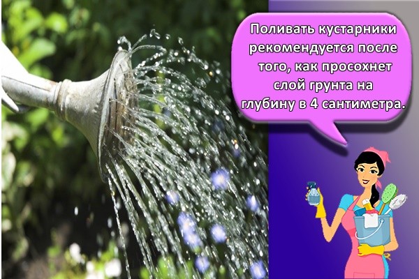 полив цветов