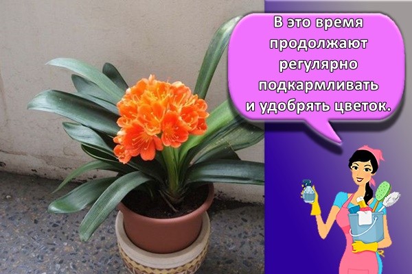 В это время продолжают регулярно подкармливать и удобрять цветок.