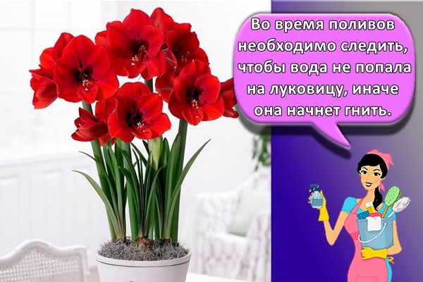 Во время поливов необходимо следить, чтобы вода не попала на луковицу, иначе она начнет гнить.