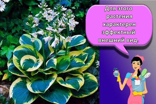 Для этого растения характерен эффектный внешний вид.
