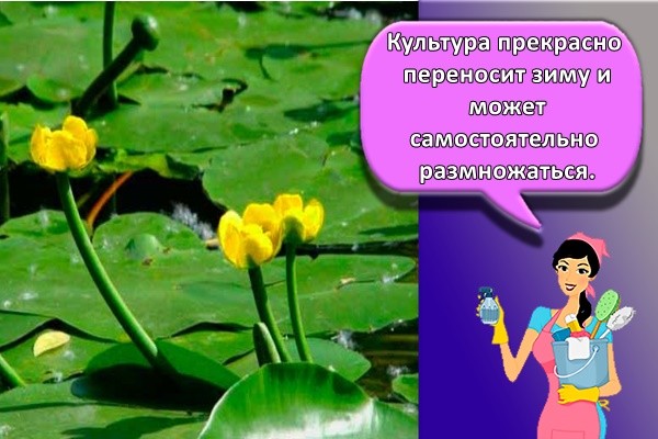 Культура прекрасно переносит зиму и может самостоятельно размножаться.