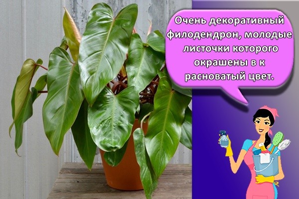 Очень декоративный филодендрон, молодые листочки которого окрашены в красноватый цвет.