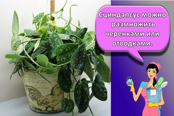 Сциндапсус можно размножить черенками или отводками.