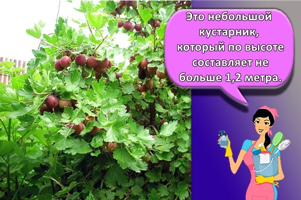 Это небольшой кустарник, который по высоте составляет не больше 1,2 метра.