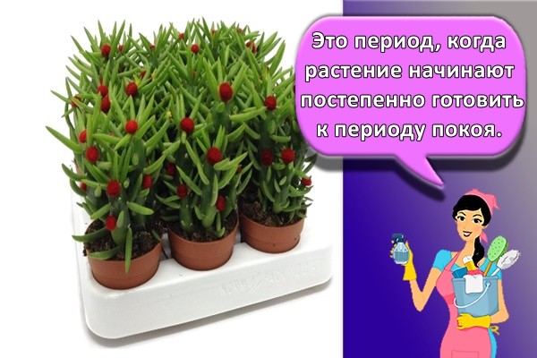 Это период, когда растение начинают постепенно готовить к периоду покоя.