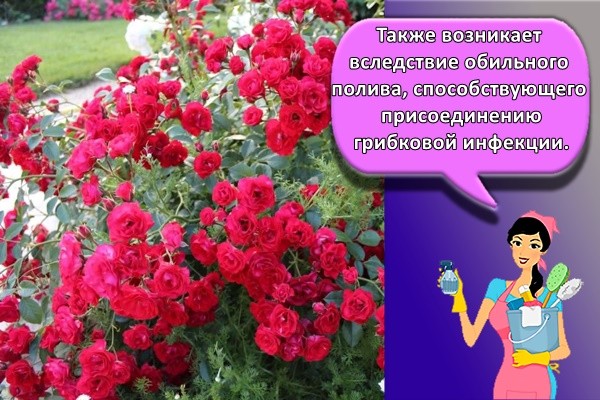 много цветов