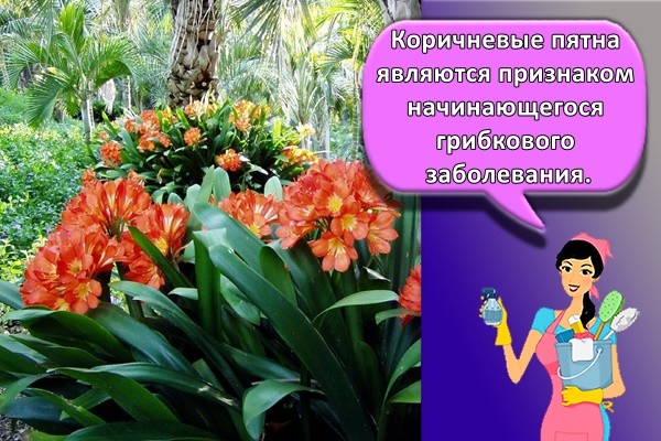 Коричневые пятна являются признаком начинающегося грибкового заболевания.