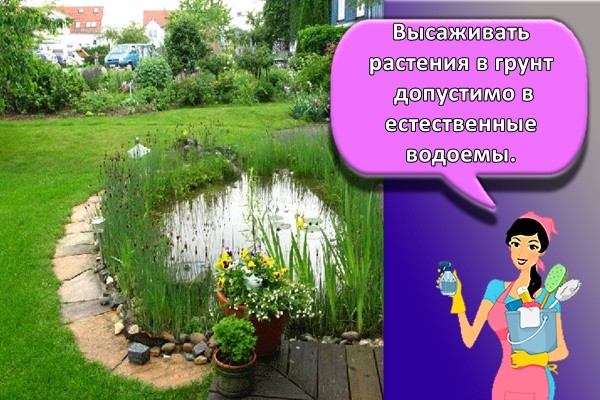 искусственный пруд