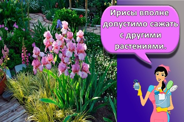 Ирисы вполне допустимо сажать с другими растениями.