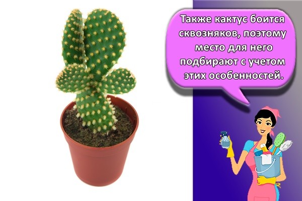 Также кактус боится сквозняков, поэтому место для него подбирают с учетом этих особенностей.