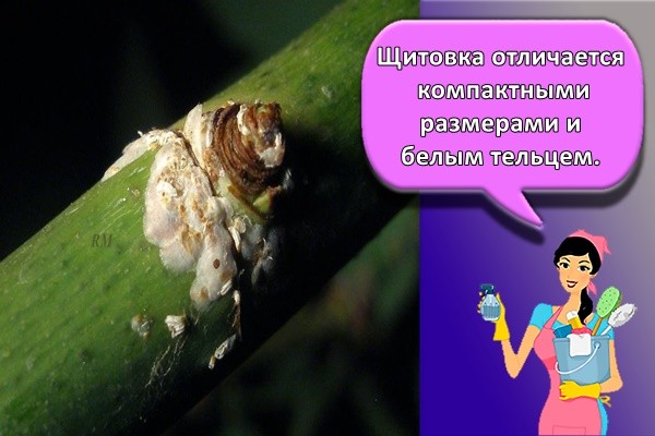 Розанная щитовка