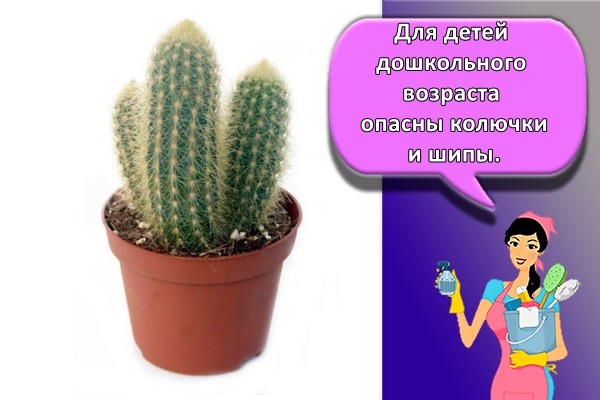 кактус в горшке