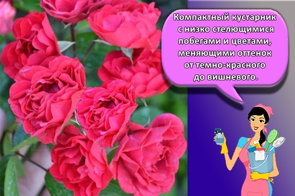 красивая роза
