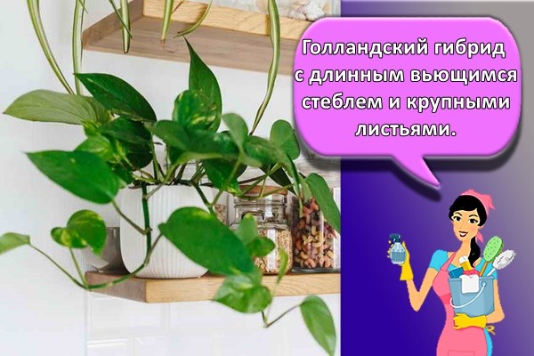Голландский гибрид с длинным вьющимся стеблем и крупными листьями.