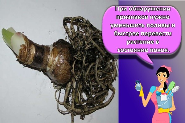 При обнаружении признаков нужно уменьшить поливы и быстрее перевести растение в состояние покоя.