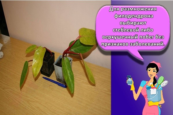 Для размножения филодендрона выбирают стеблевой либо верхушечный побег без признаков заболеваний.