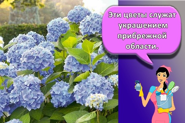 Эти цветы служат украшением прибрежной области.