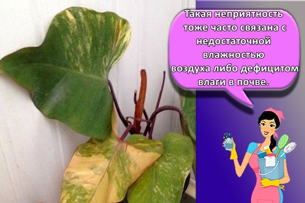 Такая неприятность тоже часто связана с недостаточной влажностью воздуха либо дефицитом влаги в почве.