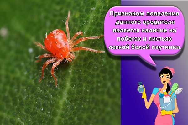 Признаком появления данного вредителя является наличие на побегах и листьях легкой белой паутинки.