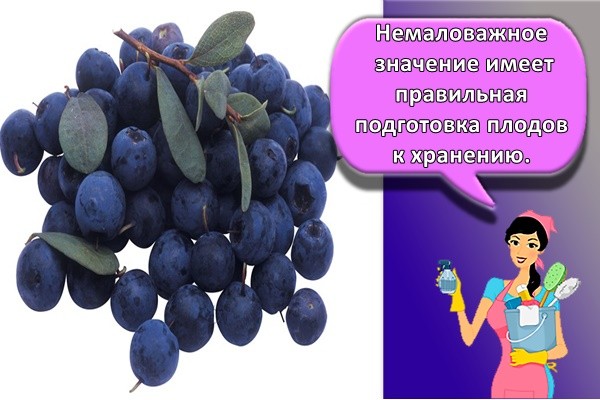 свежая голубика